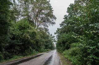 Wet country road, running through woodland.