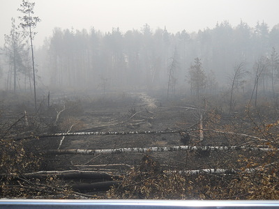 Fallen trees and remains of a forest destroyed by wildfire in the Central and Volga federal districts.