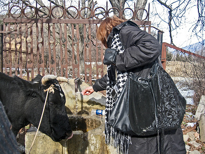 Woman doing an on-site test for nitrate concentration in drinking water while a cow drinks from the tap.