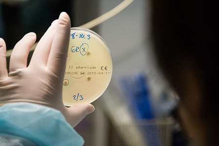 Petri dish used for testing for antimicrobial susceptibility, which provides vital information to clinicians and guides decisions about patient treatment.